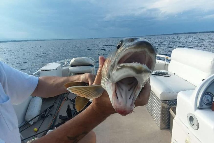 Pescadora fisga peixe com duas bocas
