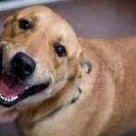 80 mil animais nas ruas