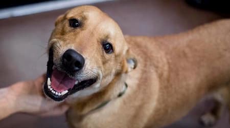 80 mil animais nas ruas