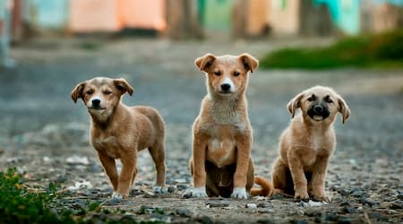 sem cães abandonados