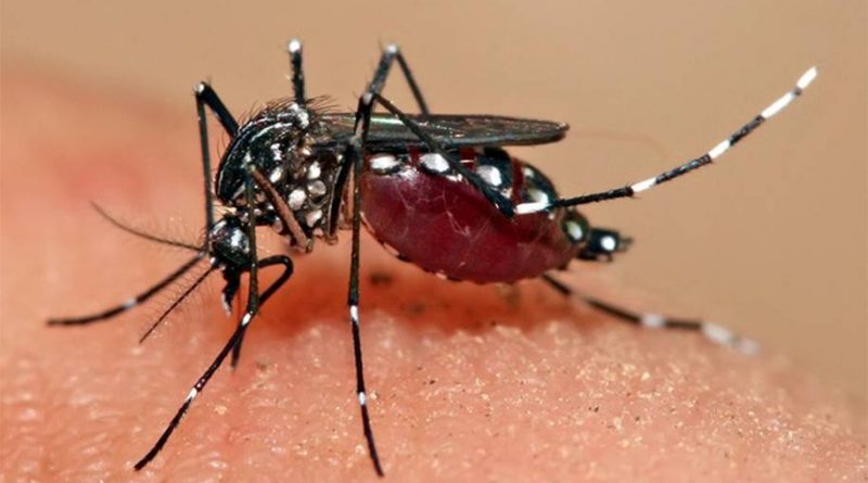 Paraíba identifica dois sorotipos de dengue em circulação no Estado