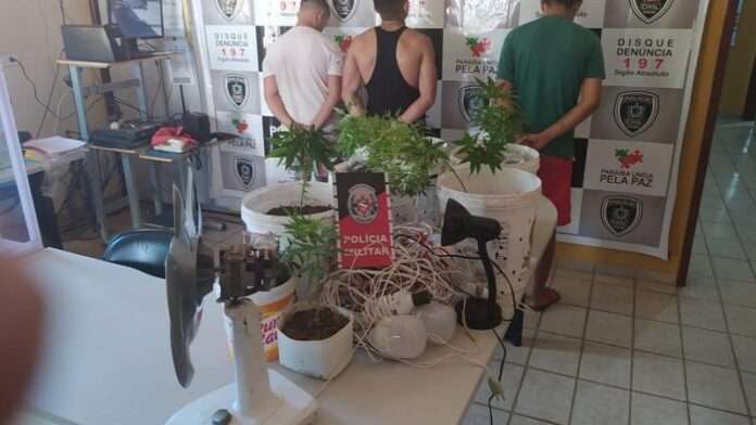 Plantação de maconha é encontrada na zona rural de Catolé do Rocha; três suspeitos são presos