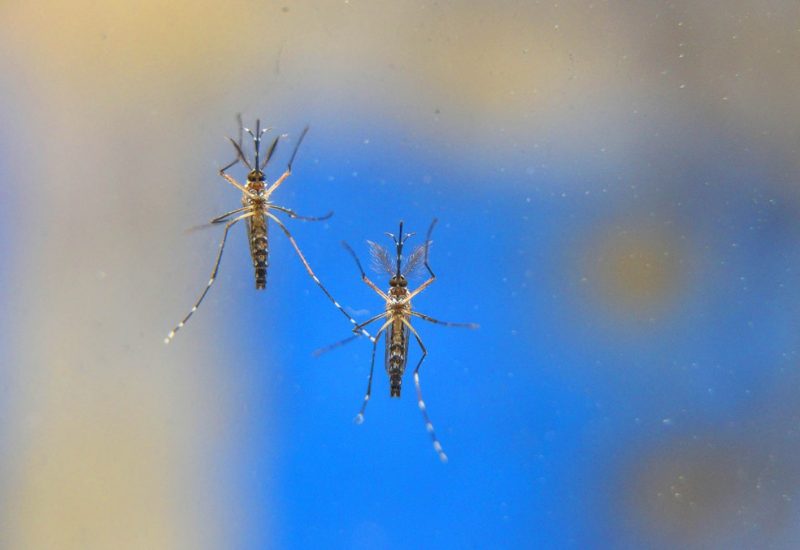 Paraíba registra oito mortes confirmadas por dengue, zika e chikungunya em 2020