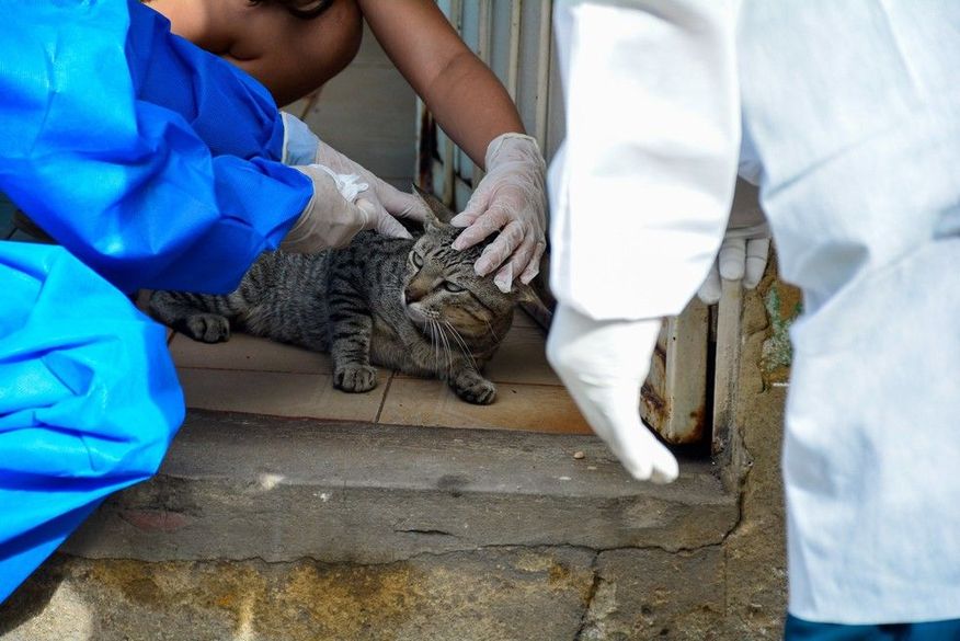 Sobe para 22 número de casos suspeitos de doença transmitida por fungos em Manaus