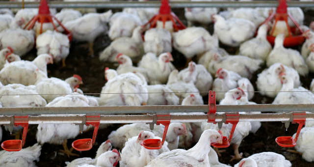 Gripe aviária se espalha por diversas regiões no Japão