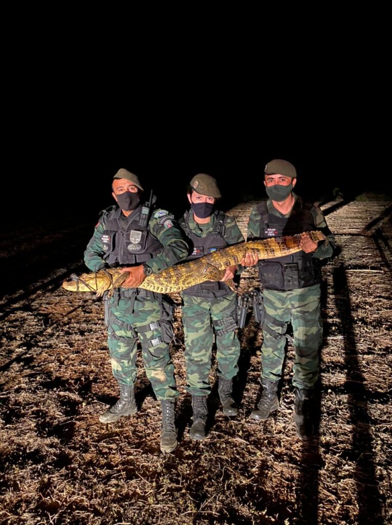 Polícia Militar realiza resgate de jacaré na zona rural do município de São Bento