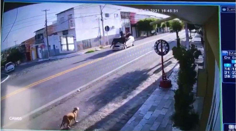 Vídeo mostra momento em que mulher e cavalo são atropelados, em Condado