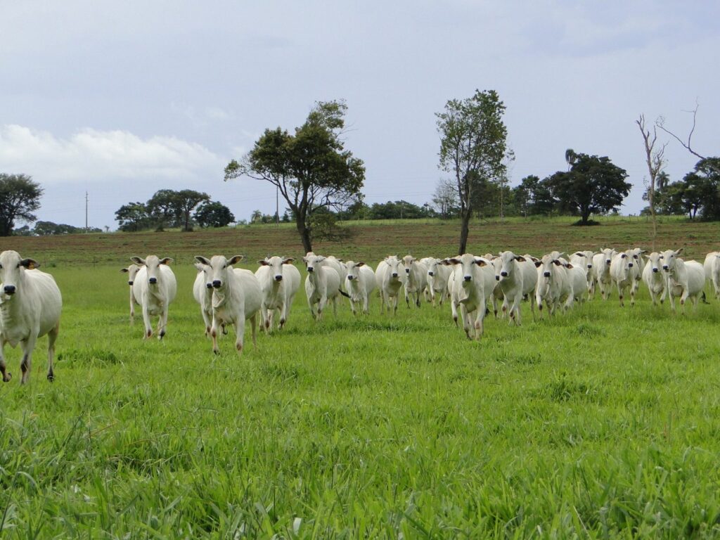 Primeira etapa da vacinação contra a febre aftosa segue até dia 31 de maio na Paraíba
