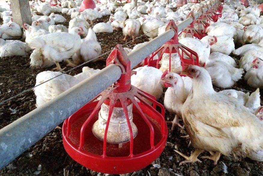 China detecta 1º caso no mundo de gripe aviária H10N3 em humanos