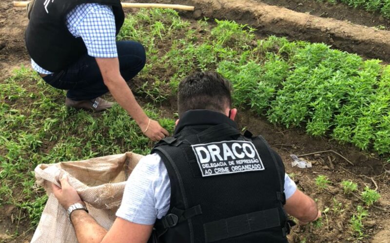 Operação na PB prende quadrilha que tinha plantação de maconha