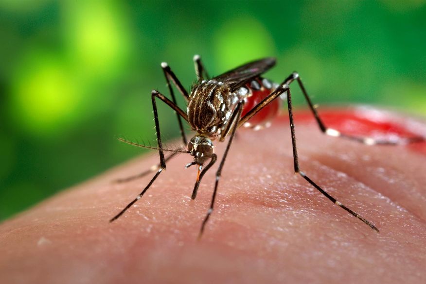 Boletim epidemiológico revela aumento significativo no número de casos da dengue, chikungunya e zika
