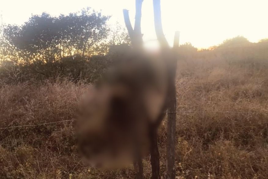 Dois gatos são mortos ‘crucificados’ no Sertão da Paraíba e polícia e entidades de proteção investigam violência animal