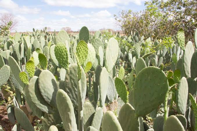 Governo do estado vai beneficiar pequenos agricultores de cidades do Médio Piranhas com plantação de palma forrageira e energia solar