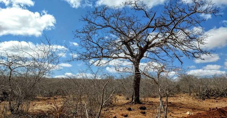 Governo Federal reconhece situação de emergência em Pombal e mais 149 municípios da Paraíba