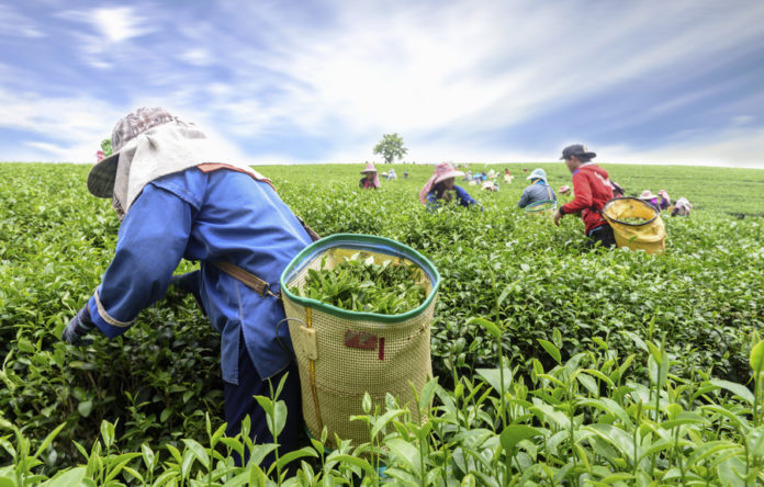 Prefeitura de São Bento inicia entrega de Boletos Bancários a agricultores beneficiados pelo Garantia-Safra 2021-2022