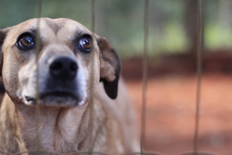 João sanciona lei que proíbe sacrifício de animais no estado