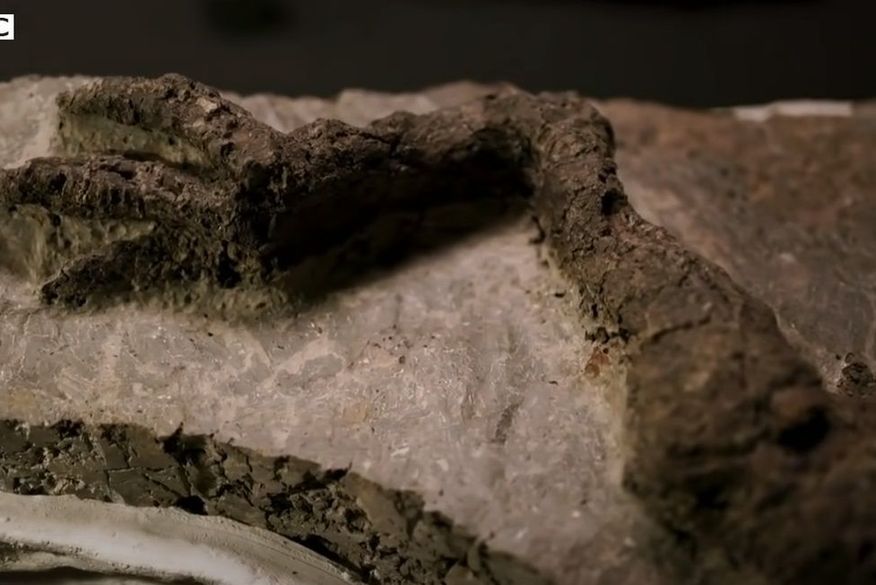 Paleontólogos encontram fóssil de dinossauro que morreu no impacto de asteroide