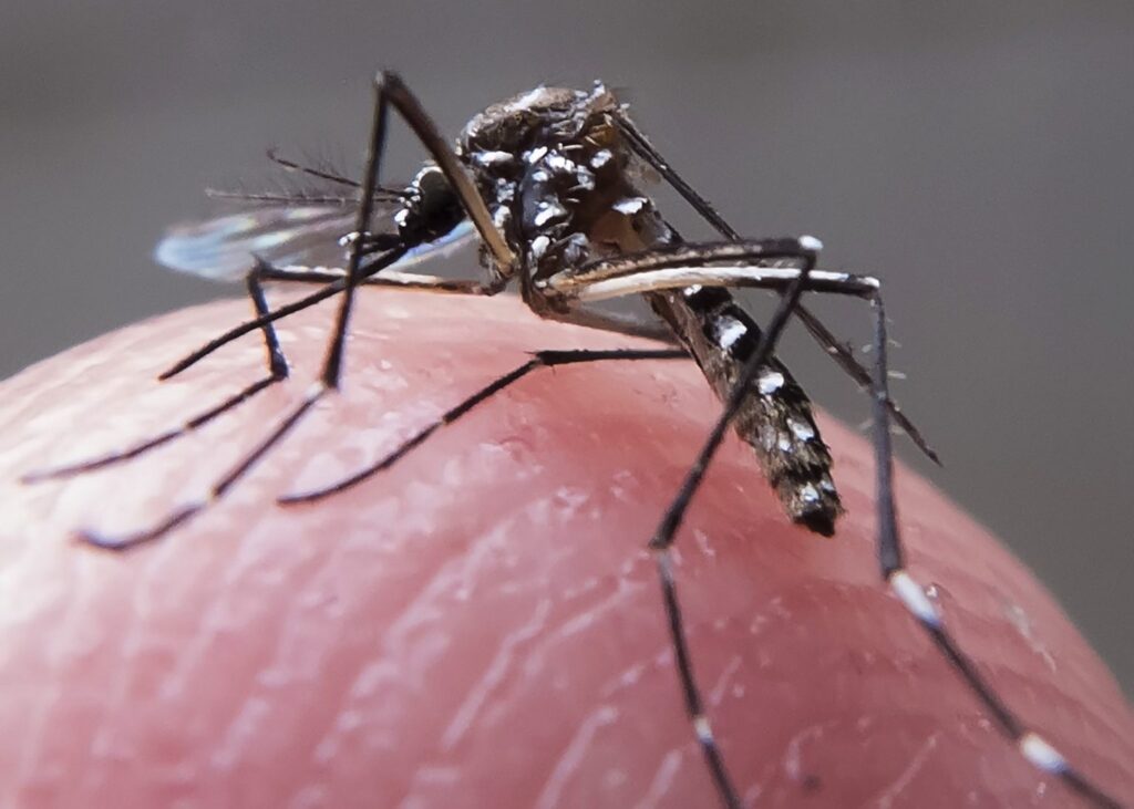 PB tem 57 cidades com risco de surto de doenças causadas pelo Aedes aegypti