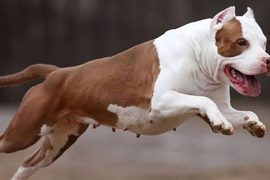 Criança de três anos fica ferida após ser atacada por Pitbull na Paraíba