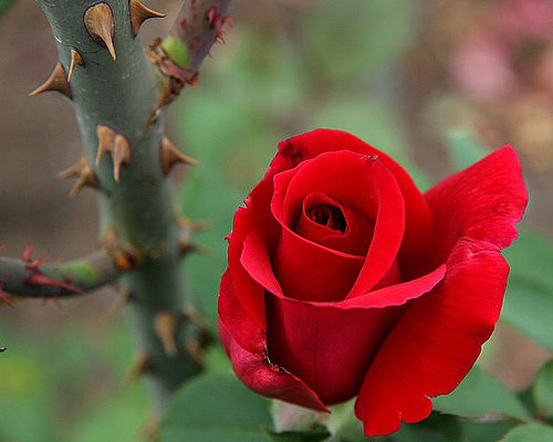 Não há rosas sem espinhos – Por Rui Leitão
