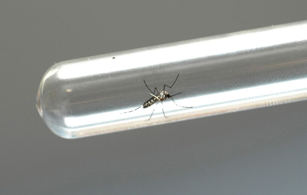 Paraíba registra 32.658 casos prováveis e 28 óbitos suspeitos por dengue, zika e chikungunya