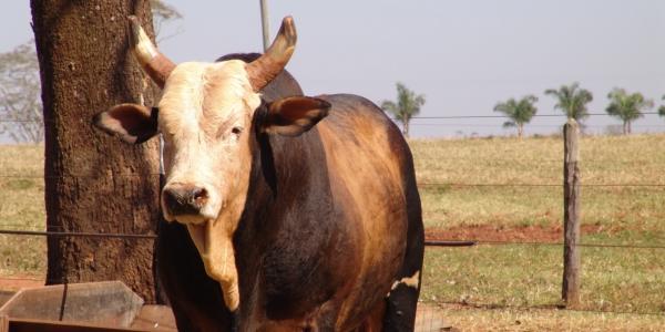 Agricultor de 76 anos morre após ser chifrado por boi, na zona rural de Condado