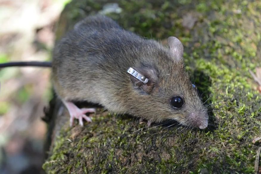 Menino de 11 anos morre por hantavirose após ser mordido por rato silvestre em Santa Catarina