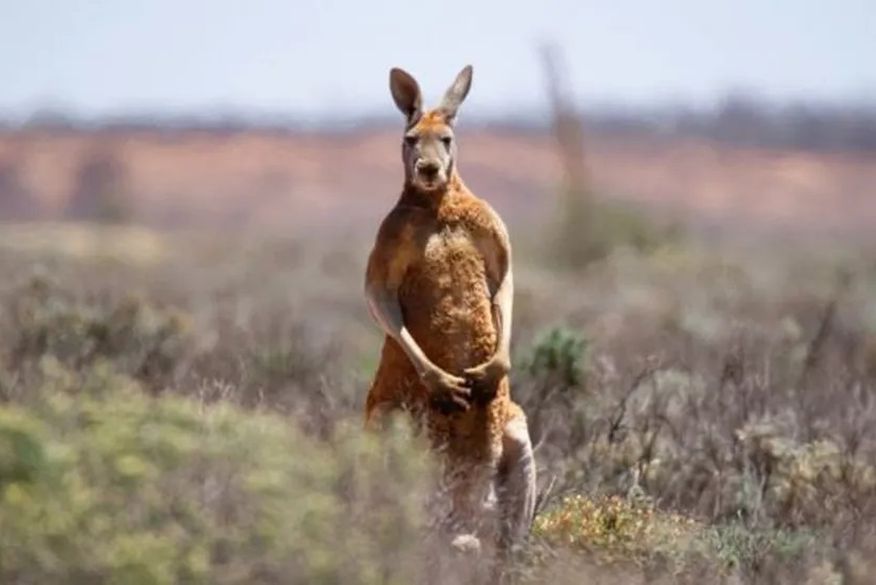 Australiano é morto por canguru que mantinha como animal de estimação, diz polícia