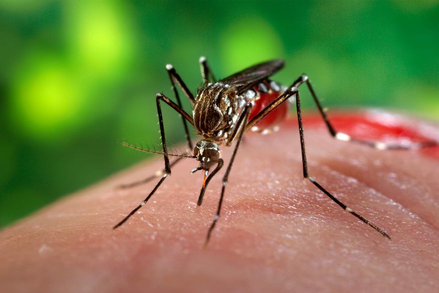 Paraíba teve aumento de quase mil novos casos de dengue, zika e Chikungunya em setembro, mostra relatório da Secretaria de Saúde