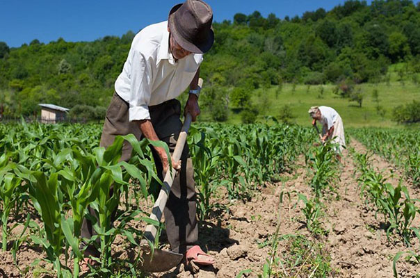 Município de São Bento tem 243 Agricultores inscritos no Programa Garantia-safra 2022/2023