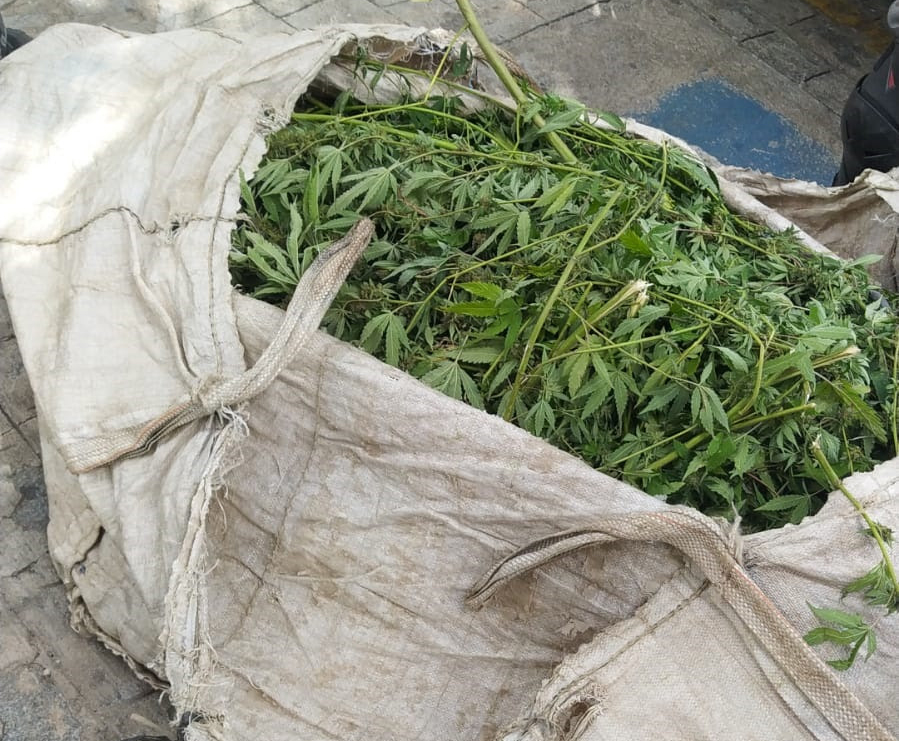 Suspeitos de tráfico trocam tiros com a polícia e fogem deixando 40 quilos de maconha em caminhão