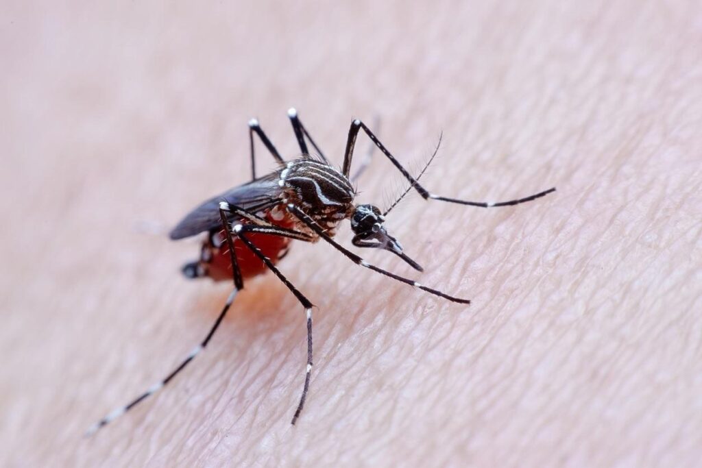 Comissão de Saúde da Câmara dos Deputados discute distribuição de vacina contra a dengue
