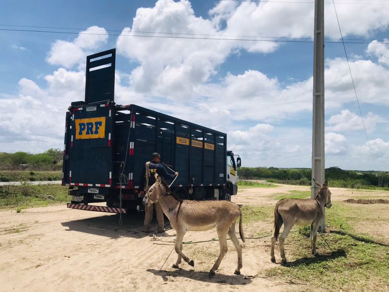 PRF recolheu 1.247 animais que estavam às margens das rodovias na PB