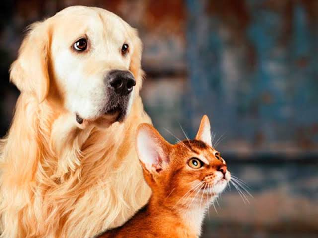 São Bento tem quase 645 cachorros e gatos abandonados, com base em cálculo da Organização Mundial de Saúde (OMS)