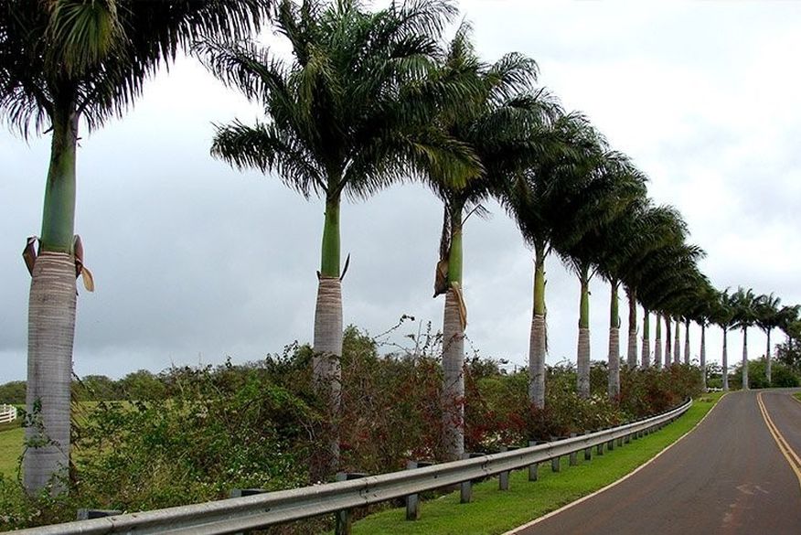 Prefeitura de Malta vai gastar mais de R$ 36 mil na compra de árvores e plantas para enfeitar ruas, praças e prédios públicos