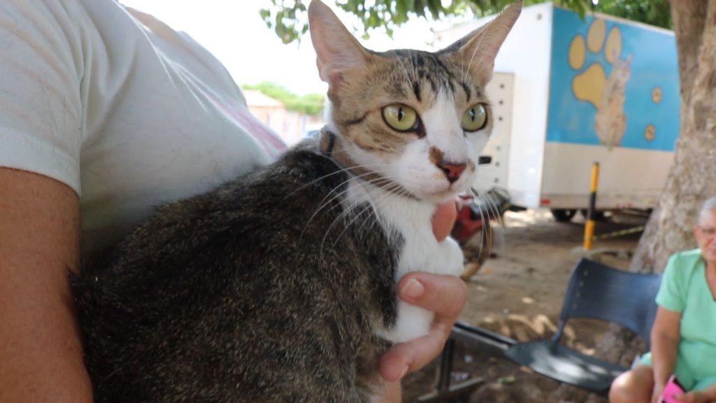 Prefeitura de São Bento divulga novo Cronograma para cadastramento de animais que serão submetidos a laqueaduras
