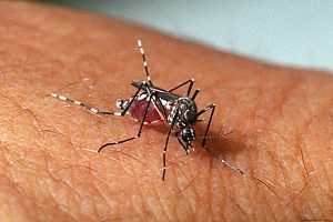 Até 20% dos casos de dengue podem ter repercussão neurológica