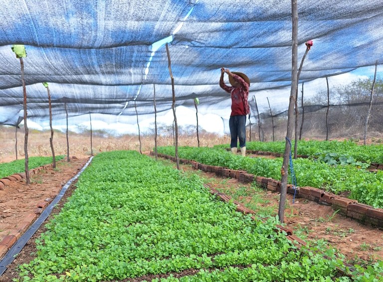 Cultivo de coentro melhora renda de família agricultora de Cajazeirinhas