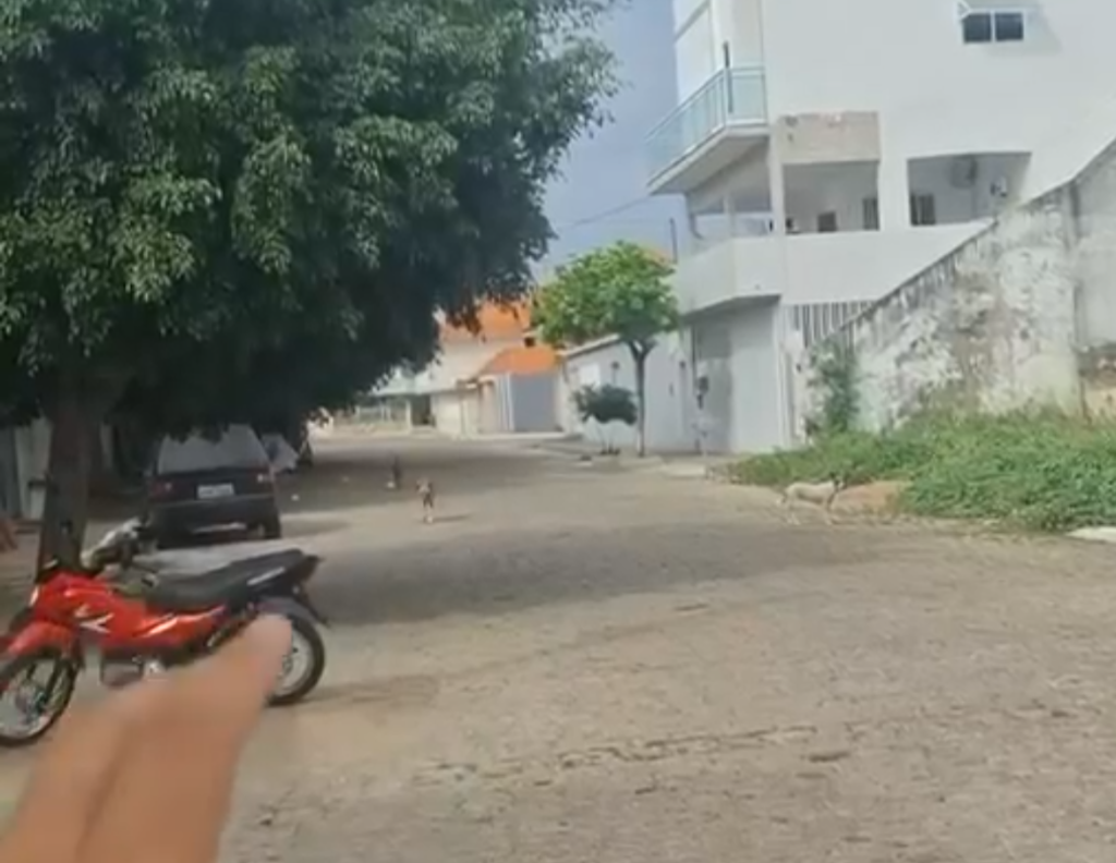 Mais um ataque de cachorro deixa idoso ferido na cidade de Pombal