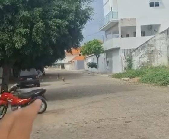 Mais um ataque de cachorro deixa idoso ferido na cidade de Pombal