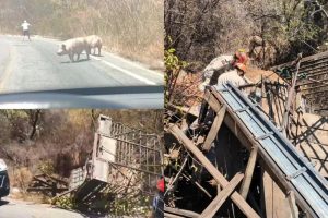 Caminhonete que transportava porcos capota na Serra do Teixeira