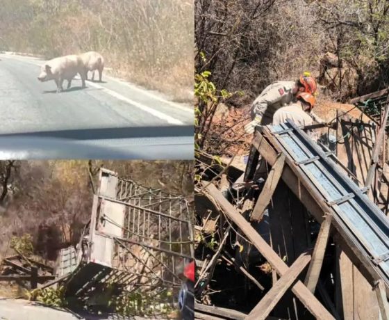 Caminhonete que transportava porcos capota na Serra do Teixeira